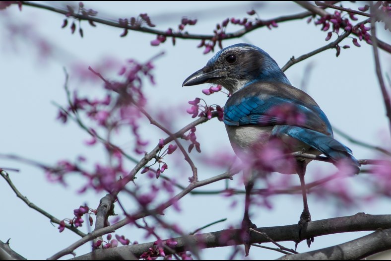 Western Scrub-Jay